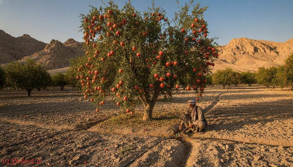 محصولات کشاورزی پرسود در سال 1405