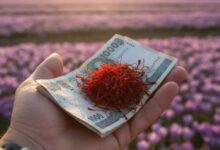 ۱۰ محصول کشاورزی پرسود در سال ۱۴۰۵؛ کدام کشت با کم‌آبی و تورم می‌سازد؟